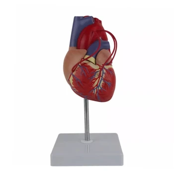 Анатомическая модель человеческого сердца с подставкой для дисплея в натуральную величину 1: 1 для кардиологического исследования, демонстрирующего шунтирование сердца
