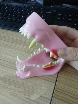 Модель сустава полости рта собаки, стоматологическая патология, демонстрация обучения зубам во рту, модель собаки Бесплатная доставка